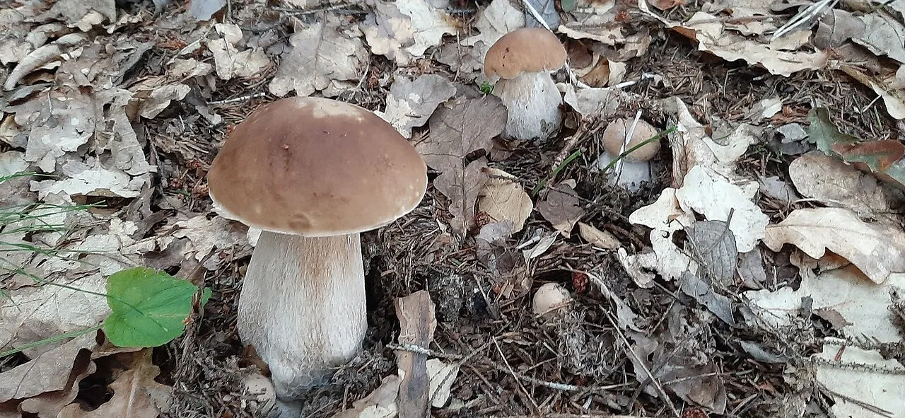Borowik szlachetny — zdjęcie 2