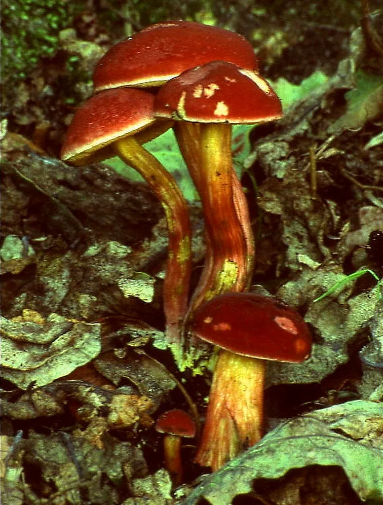 Hortiboletus