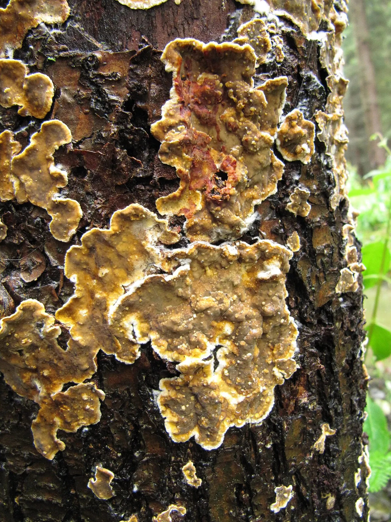 Stereum rugosum