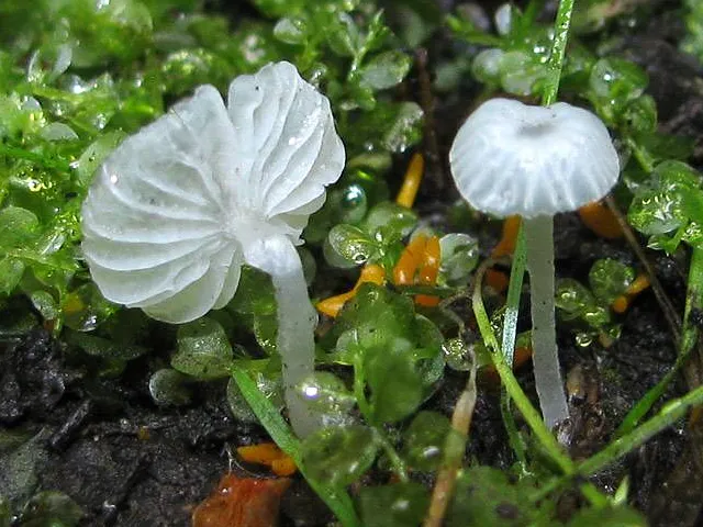 Delicatula