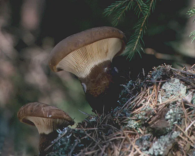Tapinella
