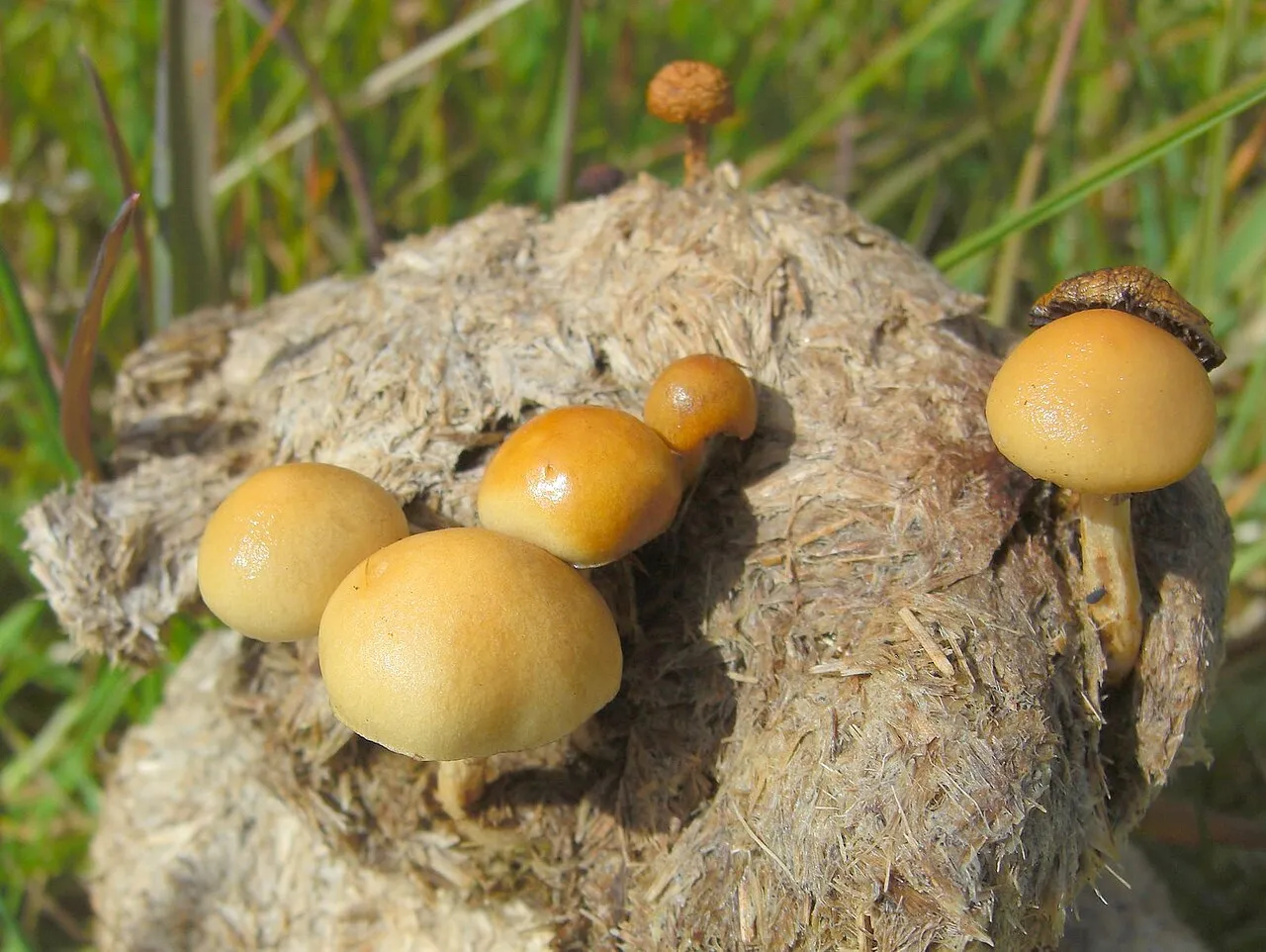 Protostropharia