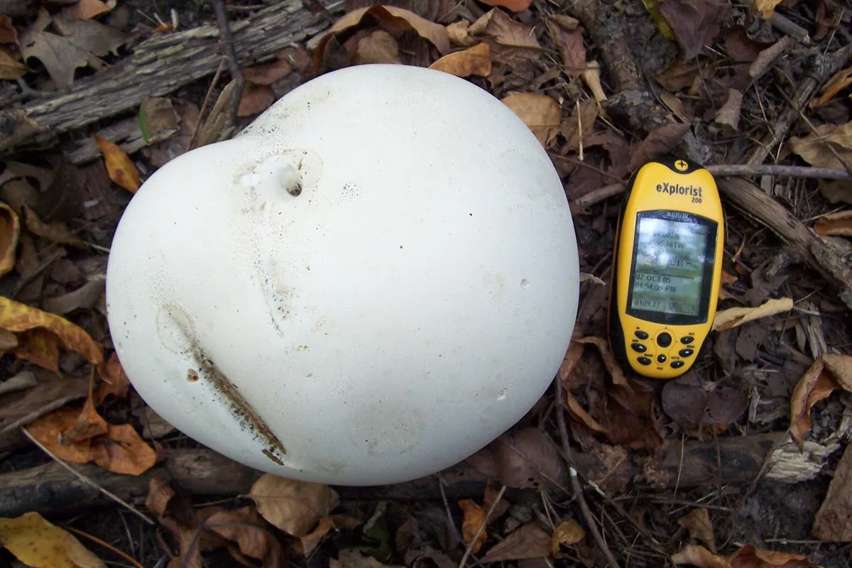 Calvatia