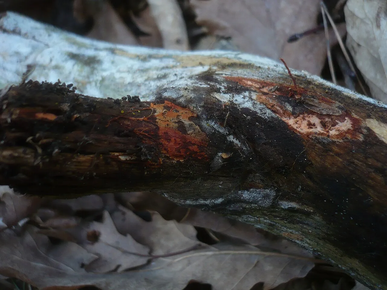 Phanerochaete