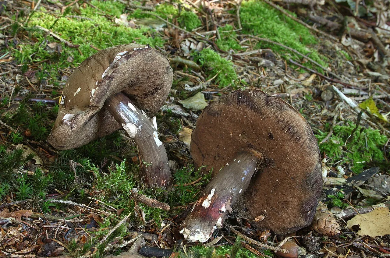 Grzybiec purpurowozarodnikowy