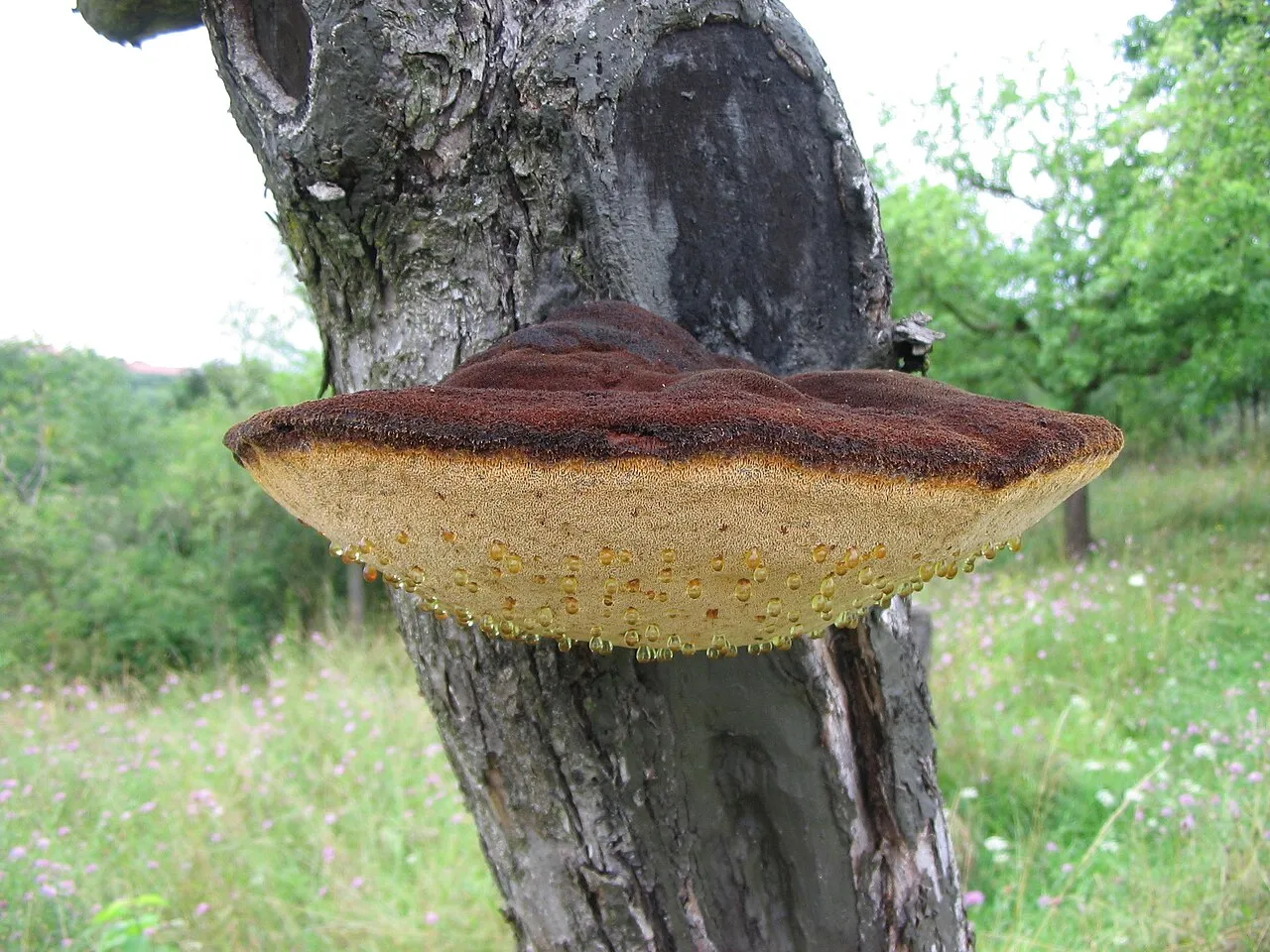 Błyskoporek szczotkowaty