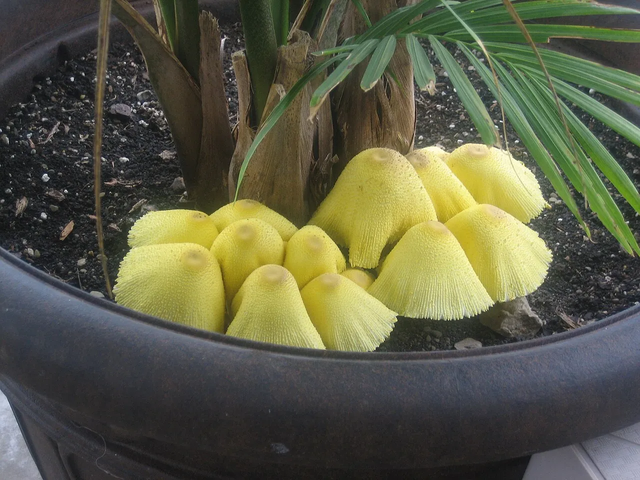 Leucocoprinus