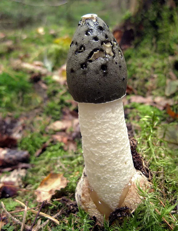 Sromotnik bezwstydny