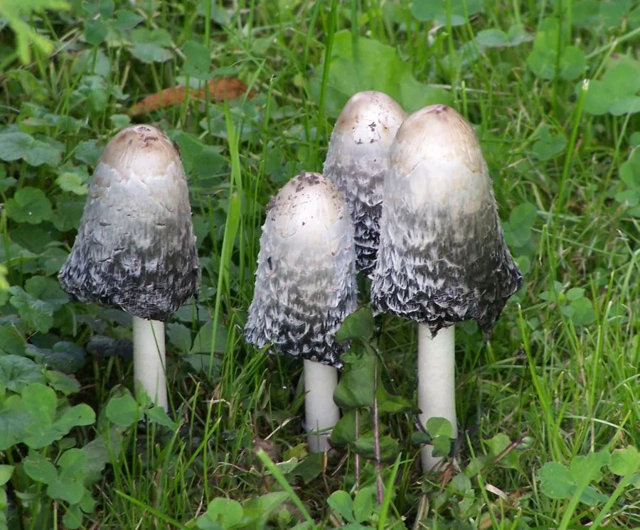 Czernidłak kołpakowaty