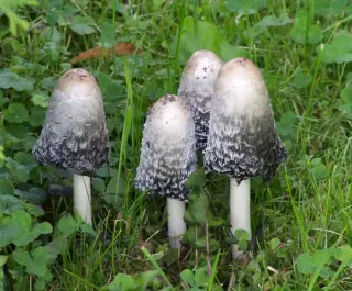 Czernidłak kołpakowaty