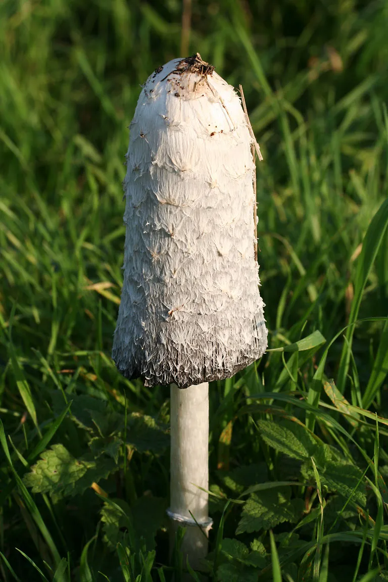 Czernidłak