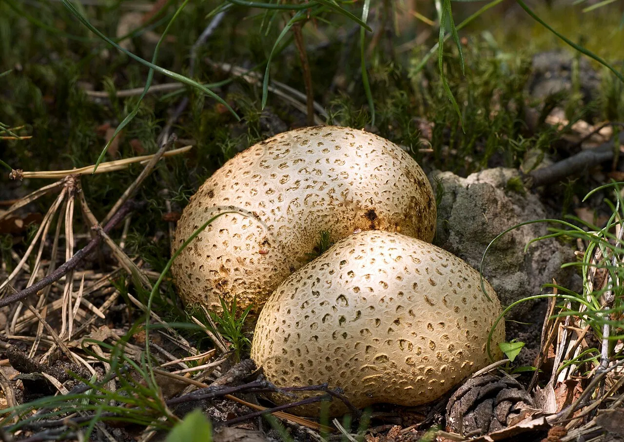 Tęgoskór