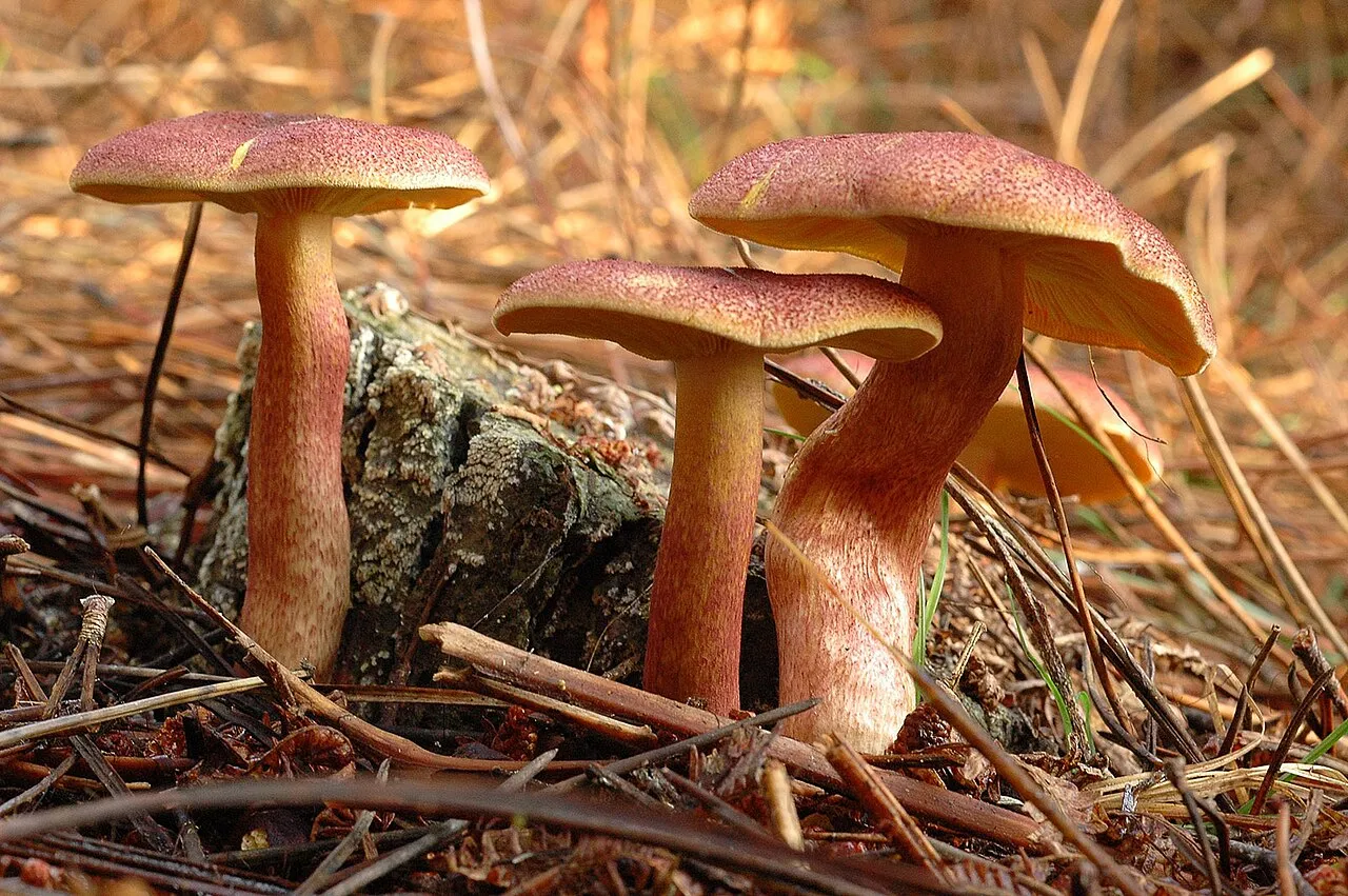 Tricholomopsis