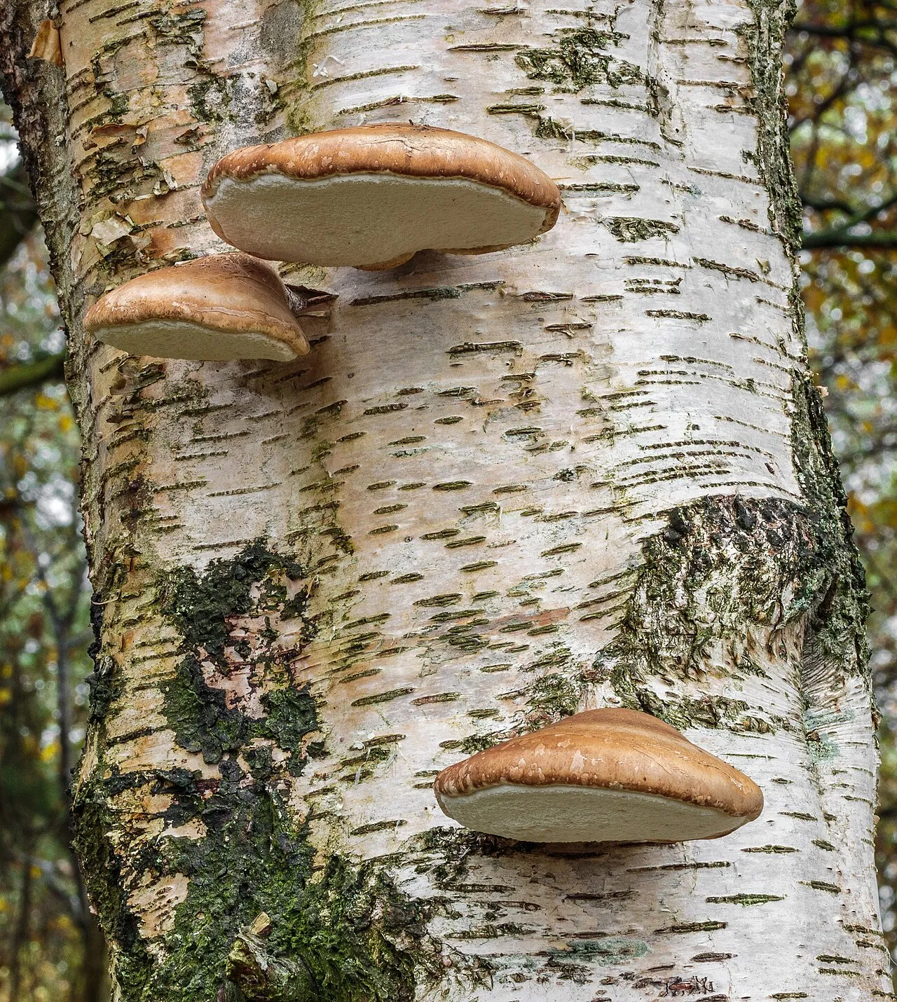 pniarek brzozowy