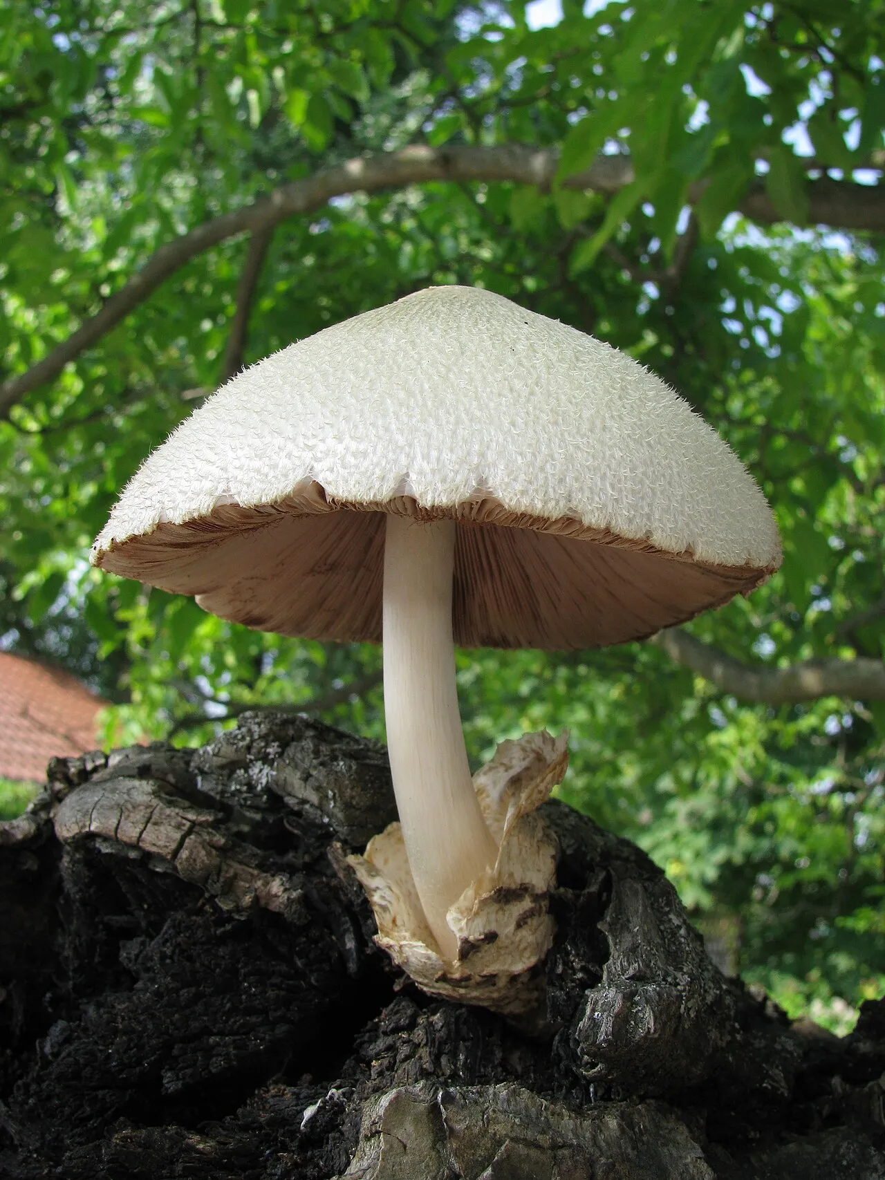 Volvariella
