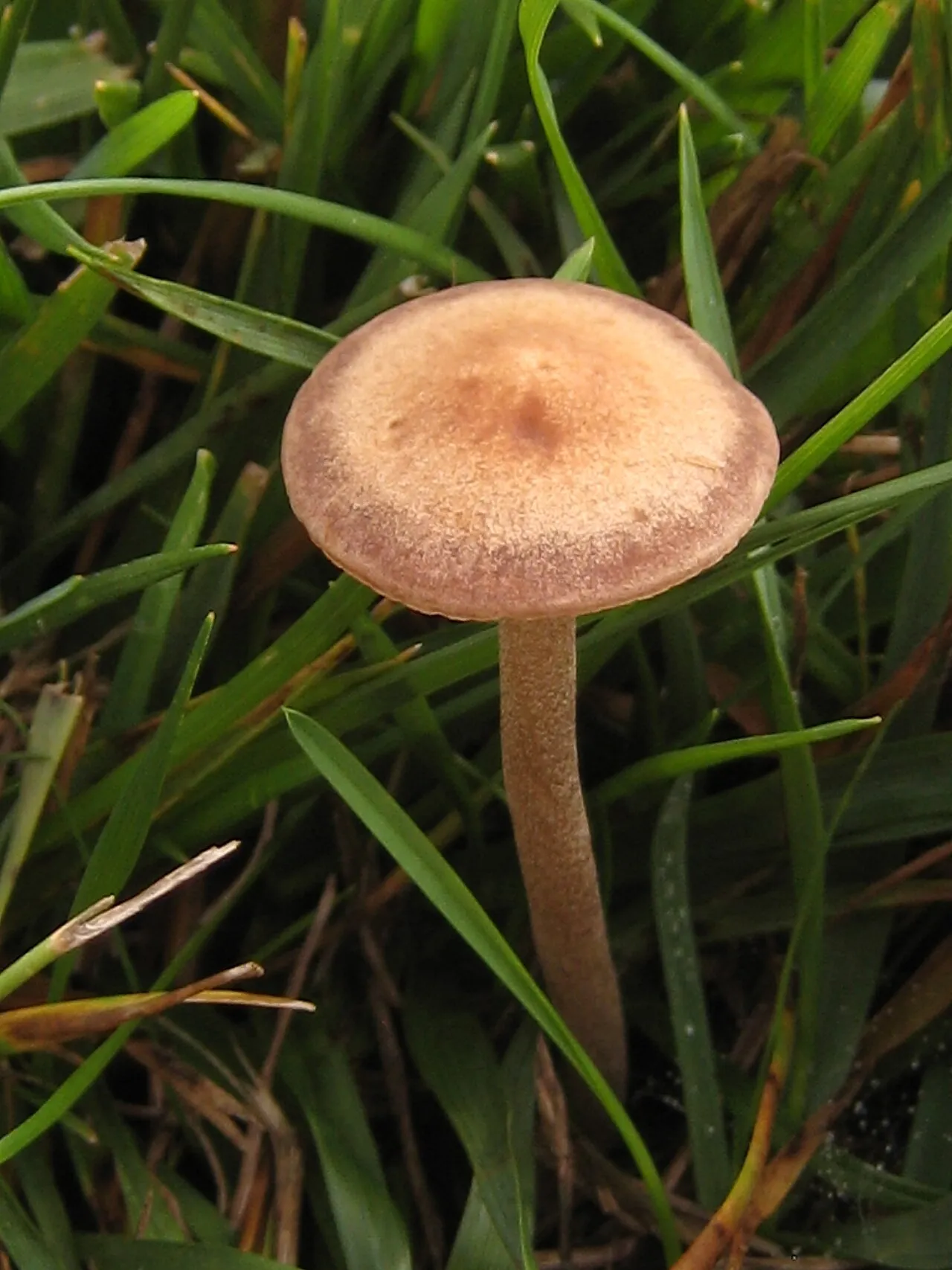 Kołpaczek pośredni