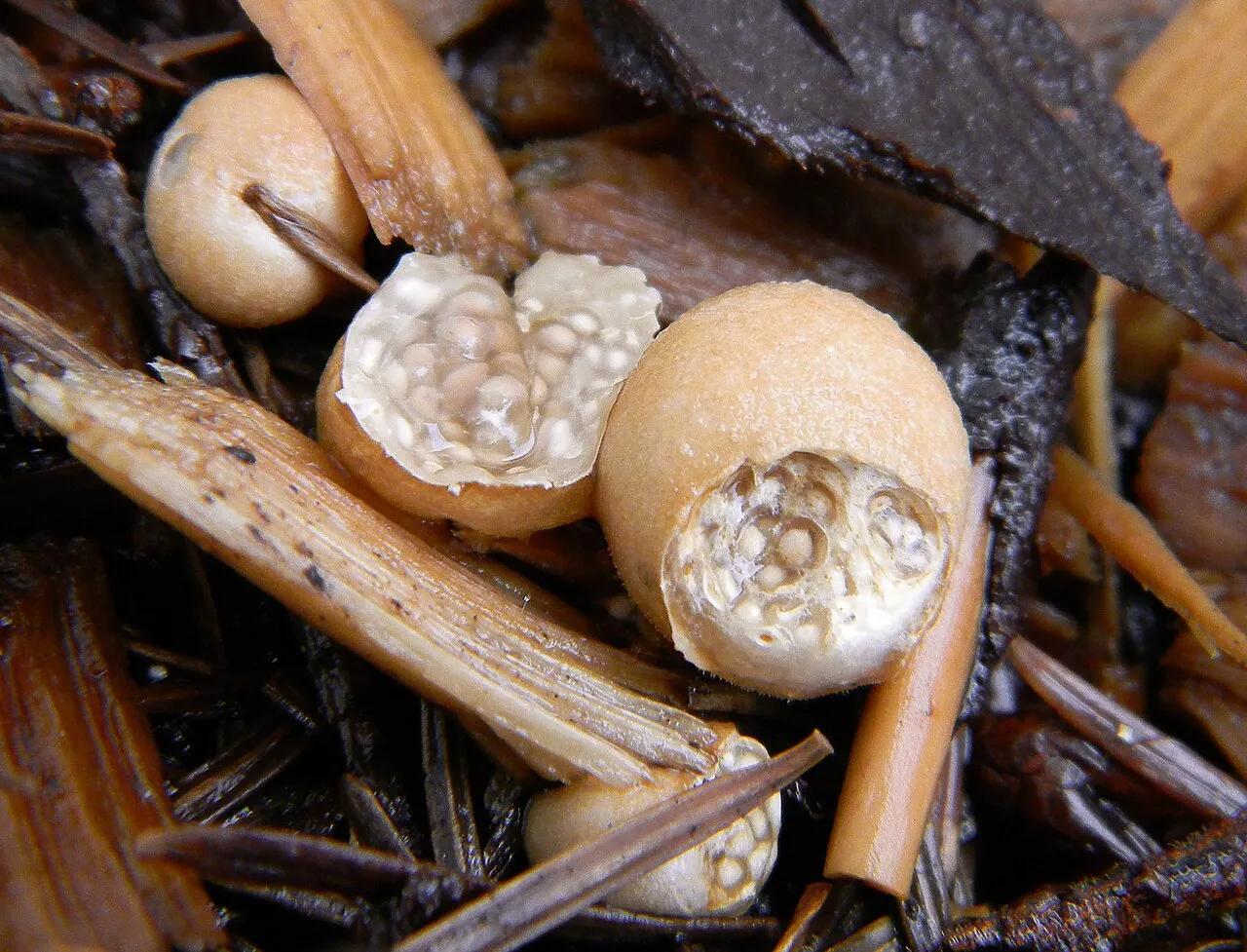 Nidularia