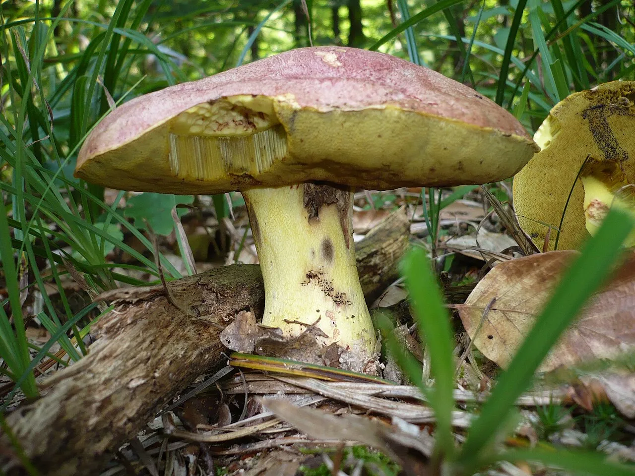 masłoborowik królewski