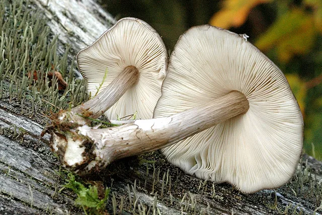 Drobnołuszczak