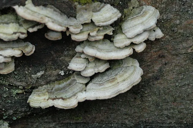 Niszczyk iglastodrzewny