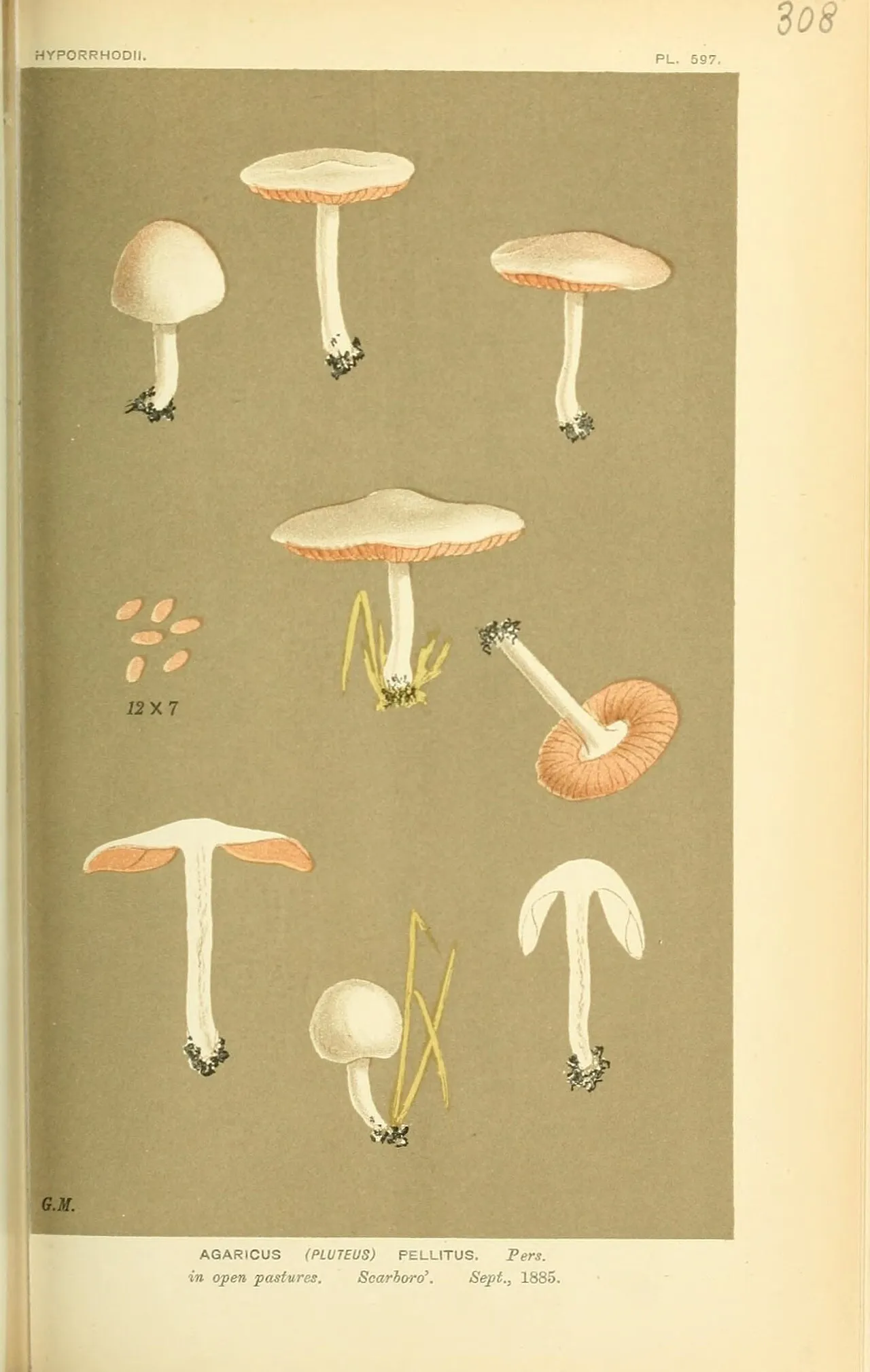 Pluteus pellitus