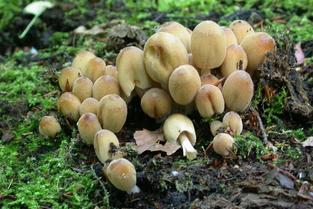 Coprinellus saccharinus