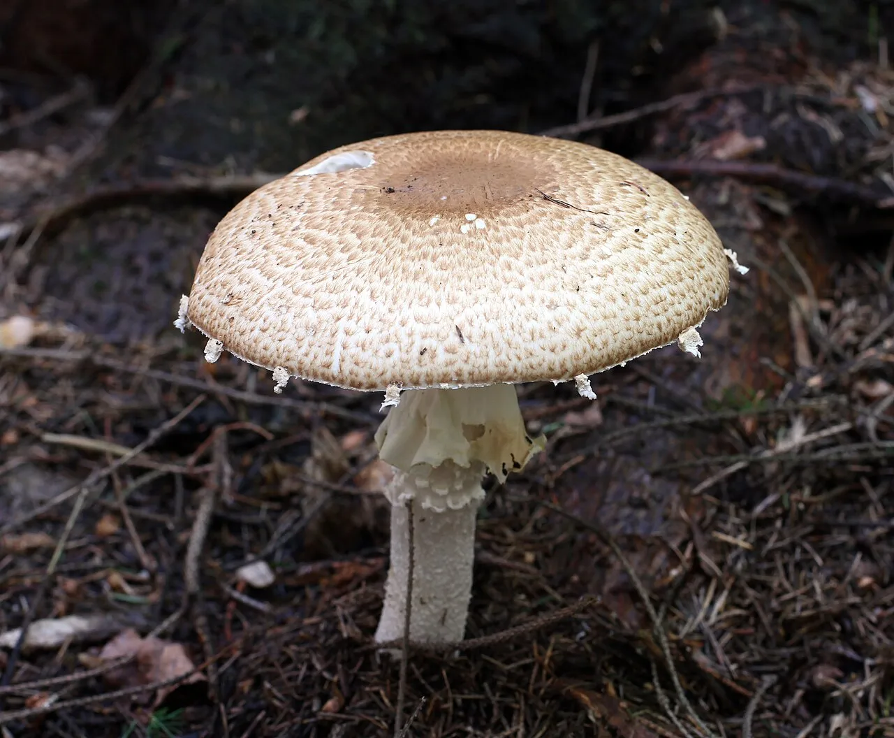 Pieczarka okazała