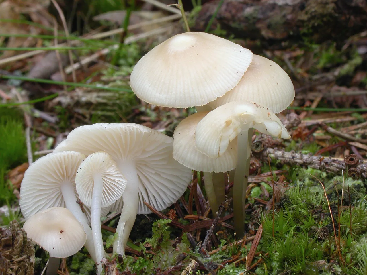 Mycena laevigata