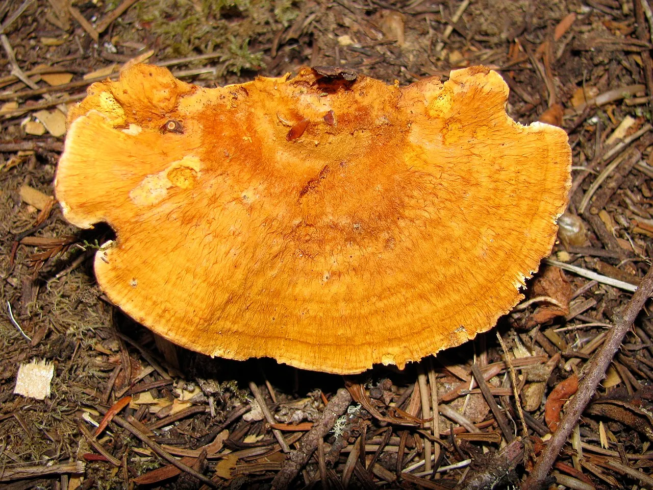 Pycnoporellus