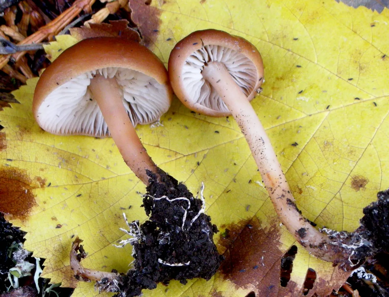 Gymnopus
