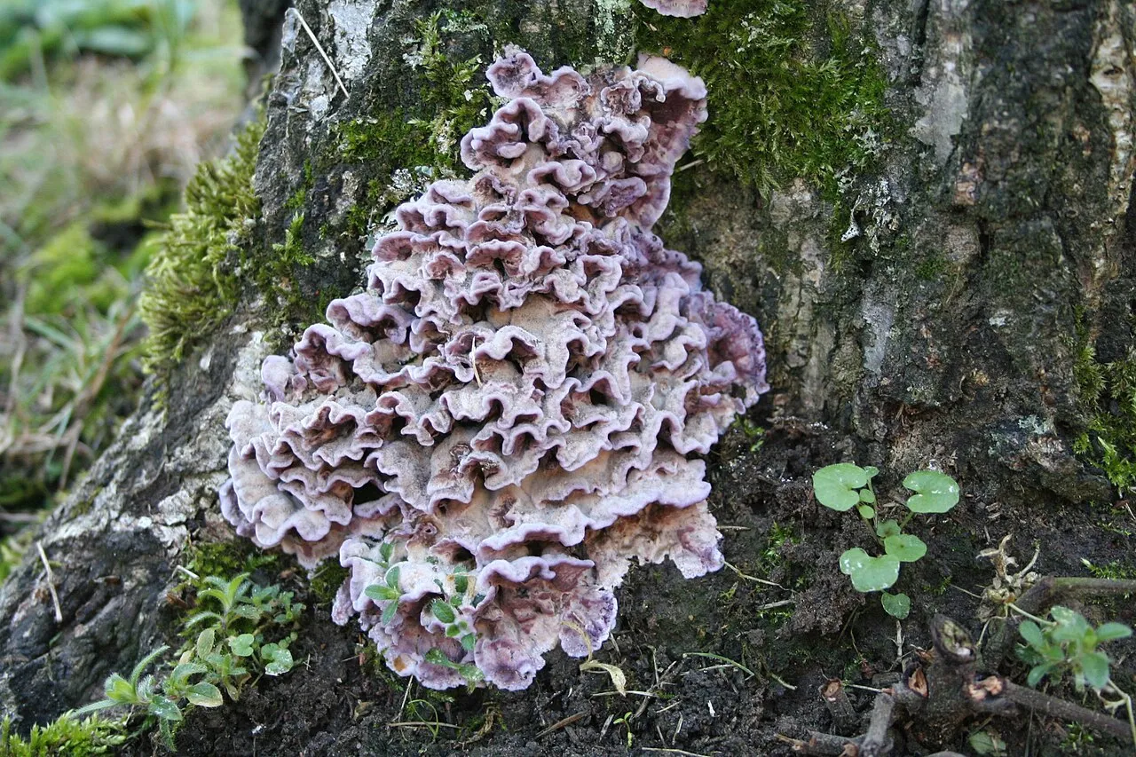 Chrząstkoskórnik purpurowy