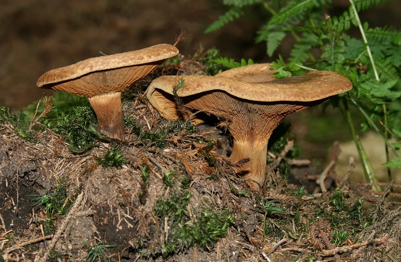 Krowiak