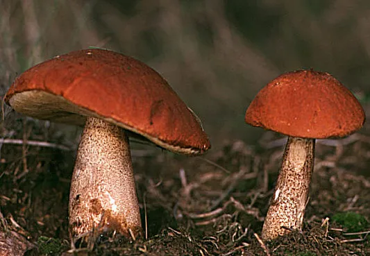 Koźlarz
