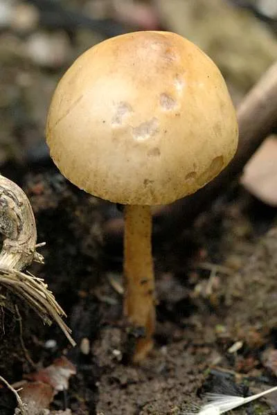 Agrocybe