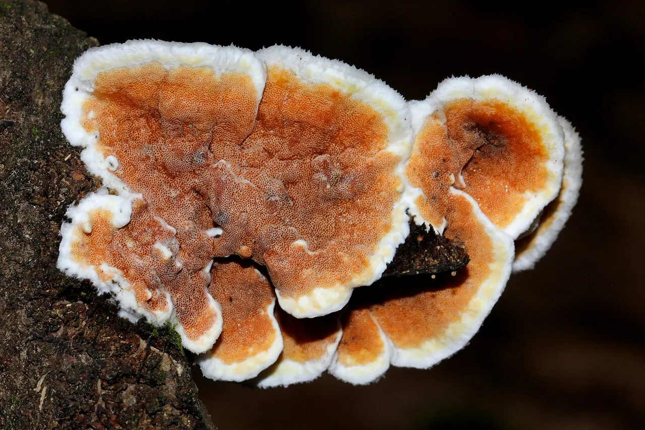 Gloeoporus