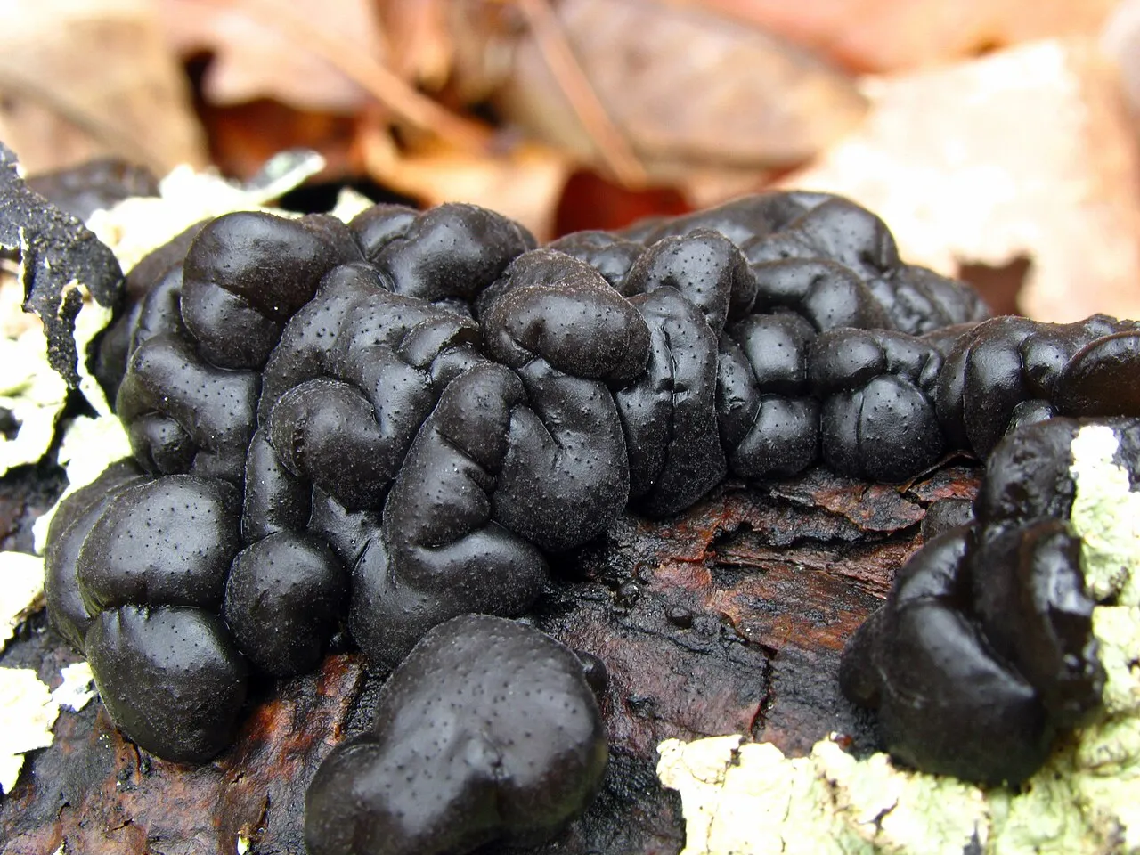 Exidia glandulosa
