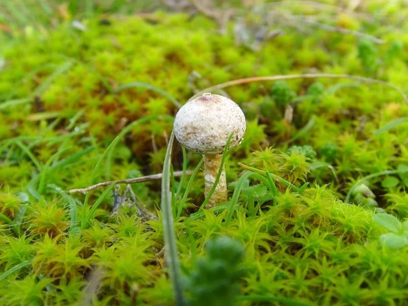 Tulostoma