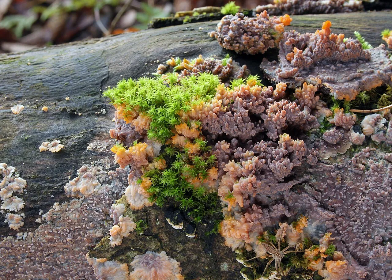 Phlebia