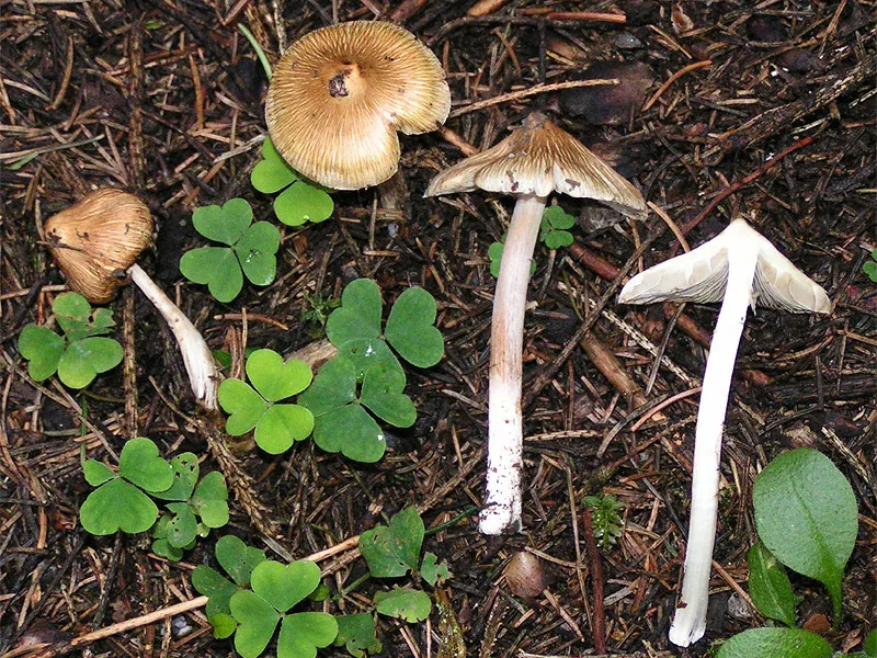 Inocybe