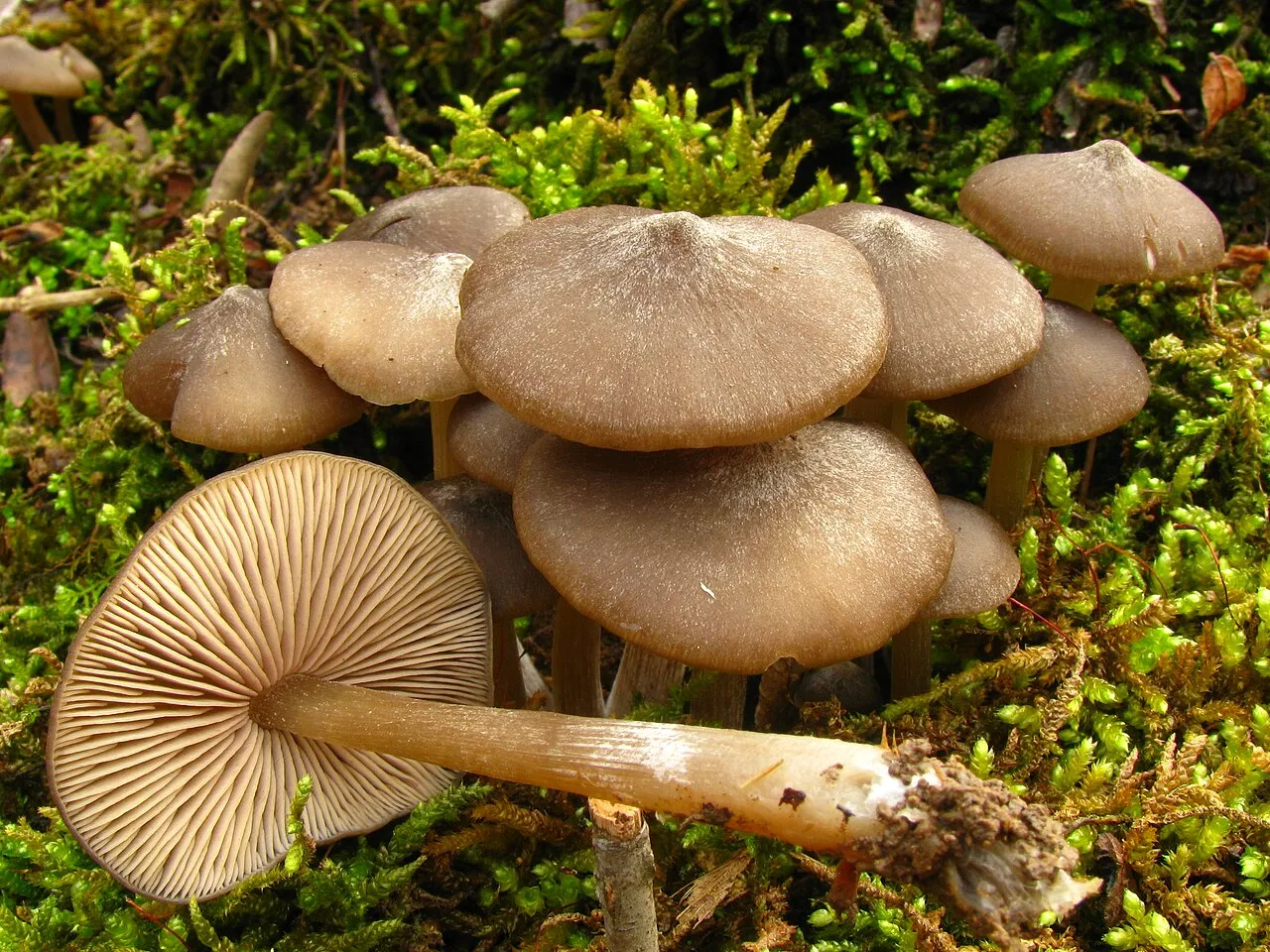 Entoloma vernum