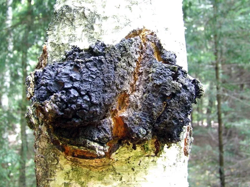 Inonotus