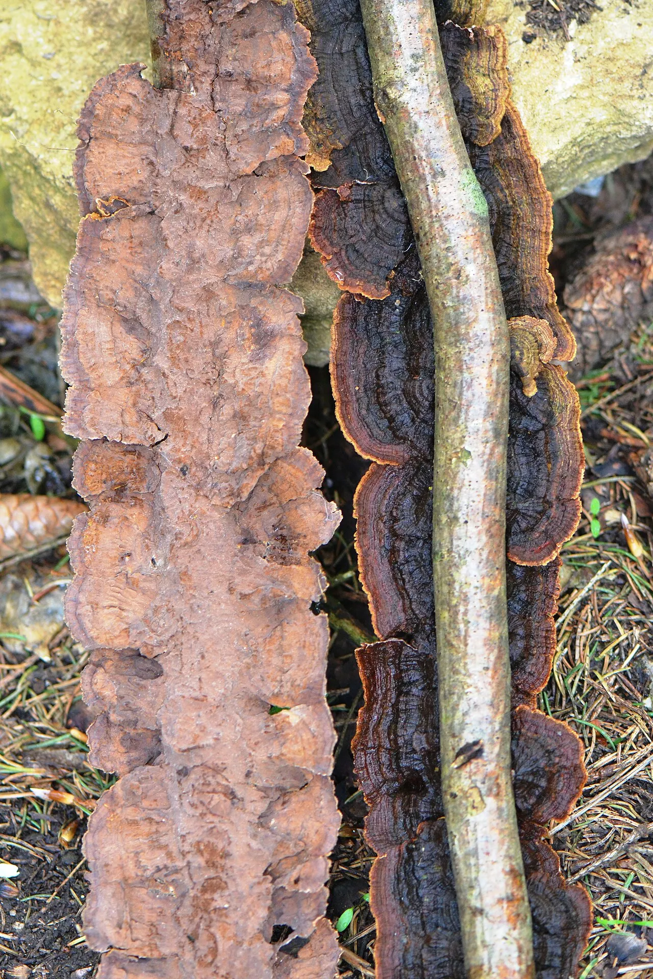 Hydnoporia tabacina