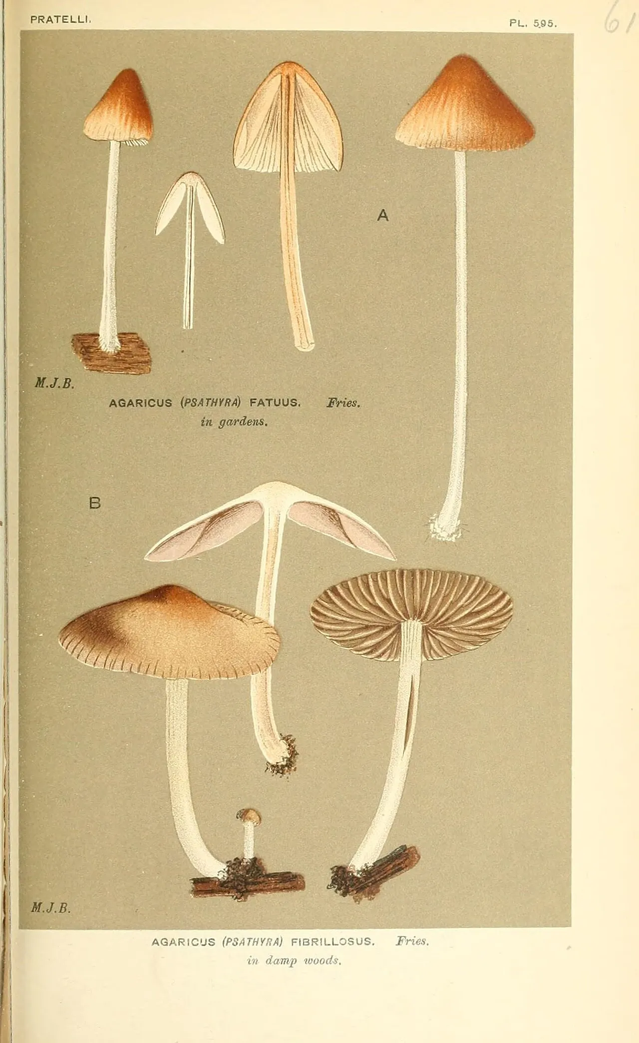 Kruchaweczka blada