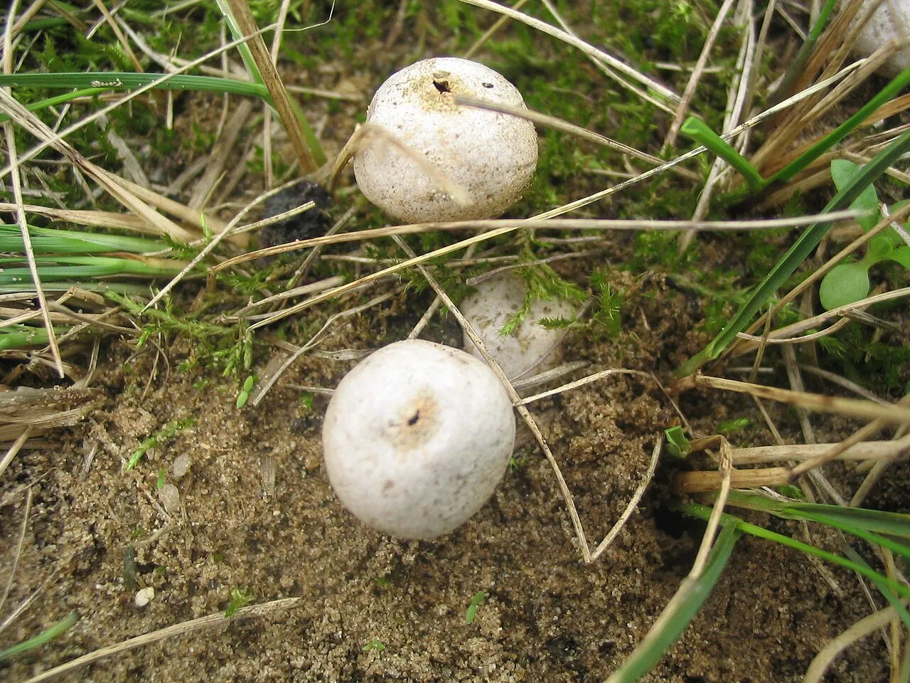 Tulostoma fimbriatum