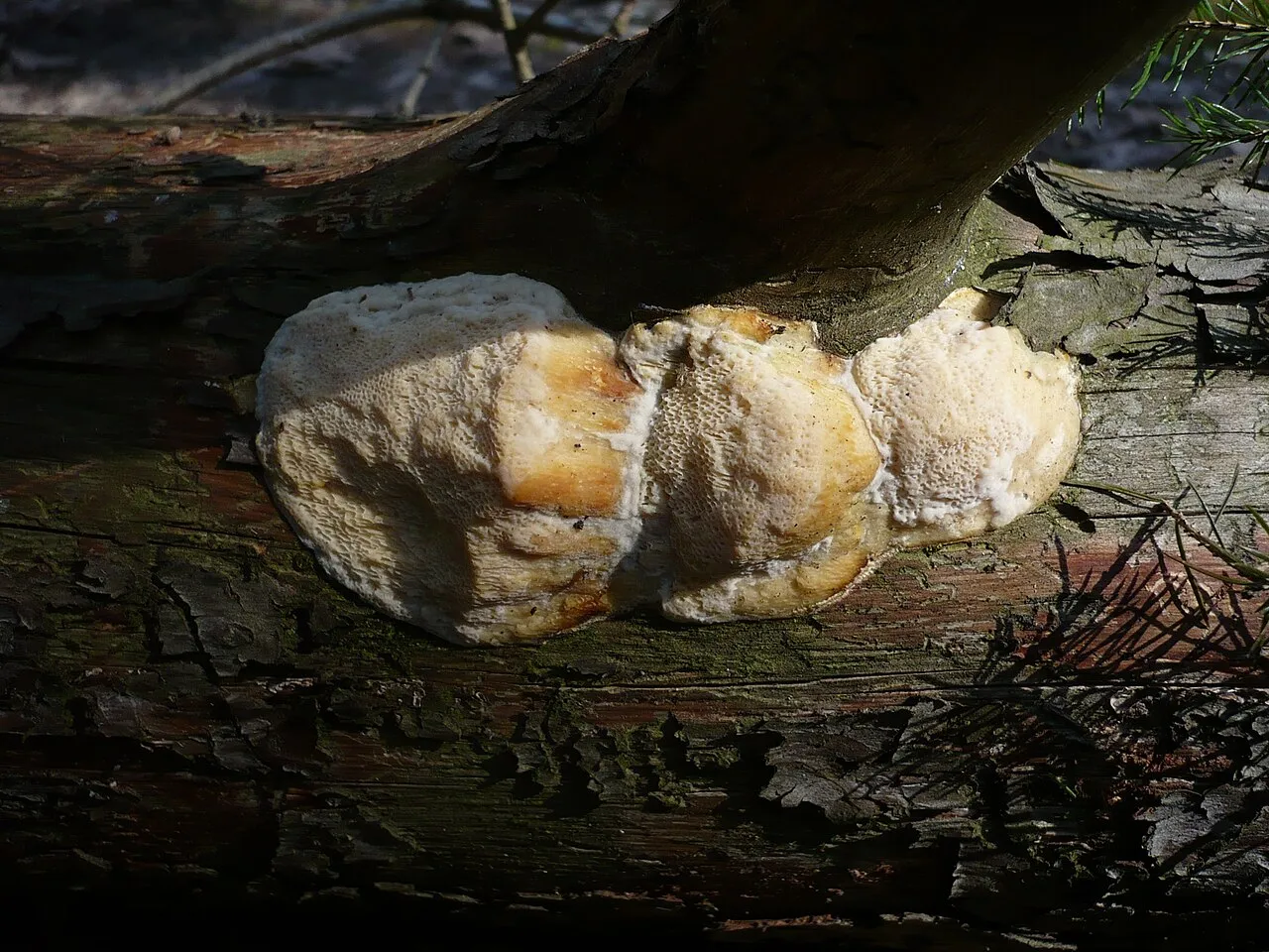 Diplomitoporus