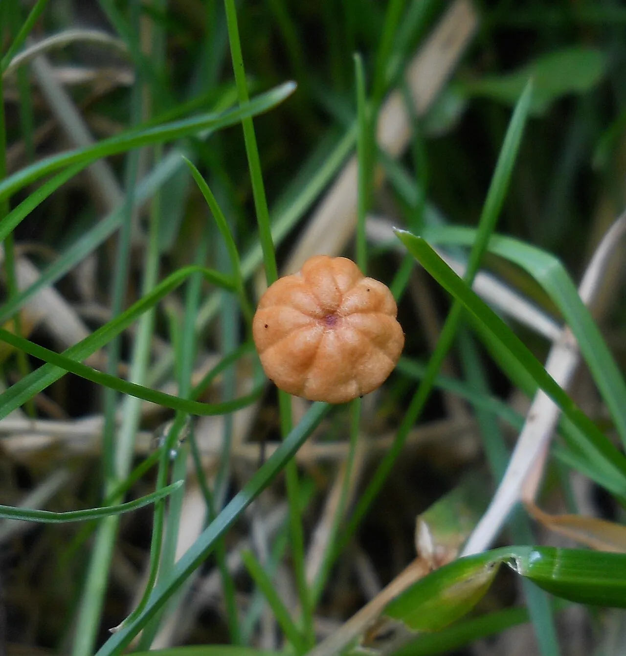 Marasmius curreyi