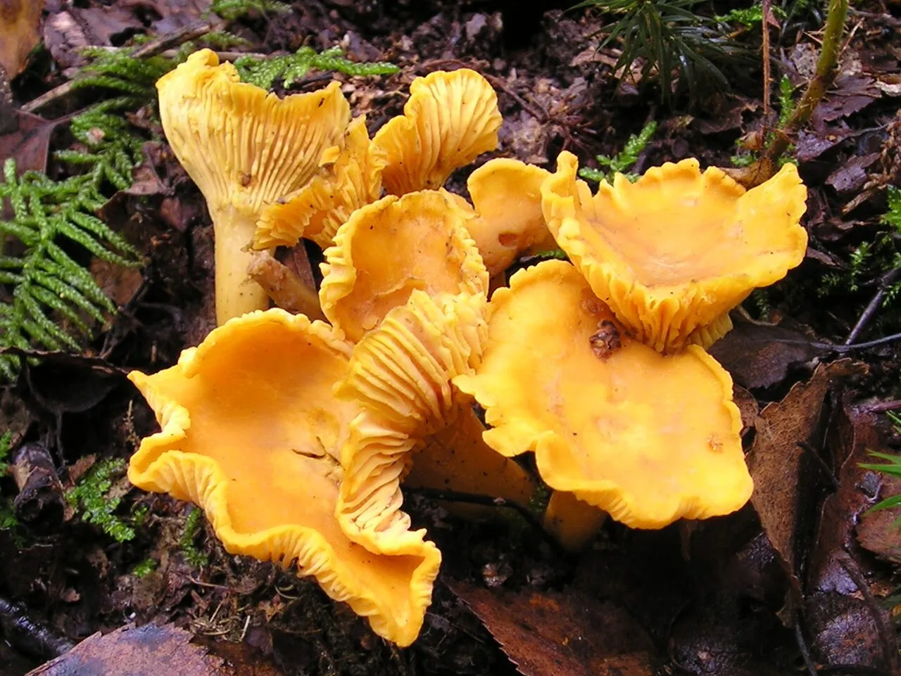 Pieprznik jadalny