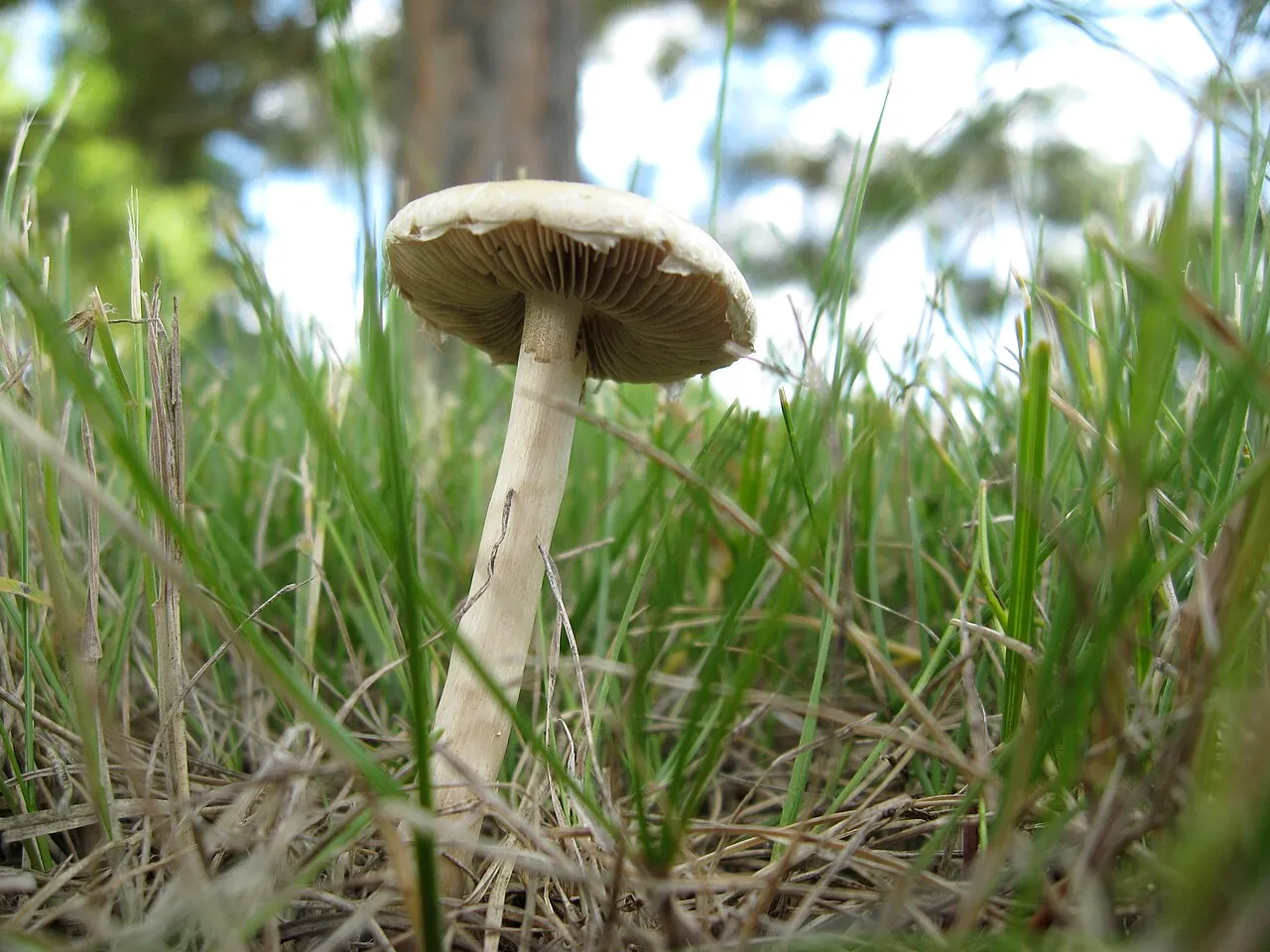 Agrocybe molesta