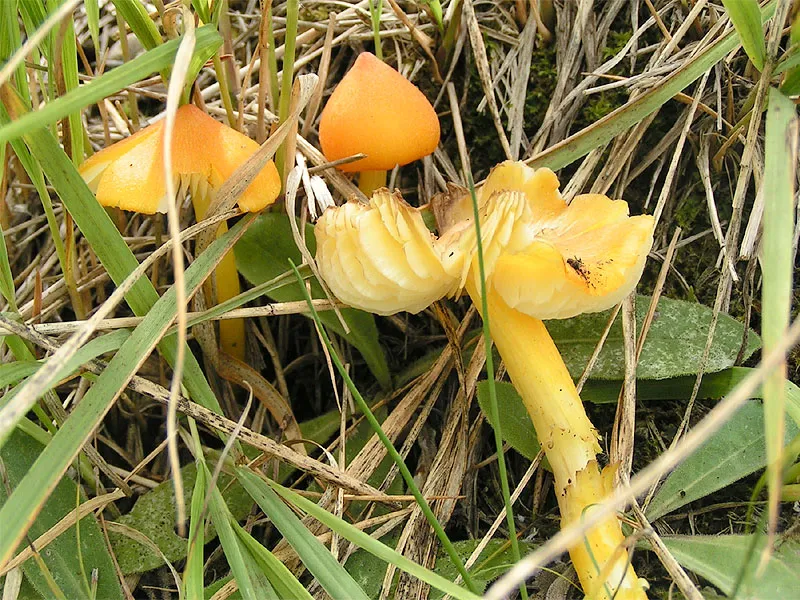 Wilgotnica trwała