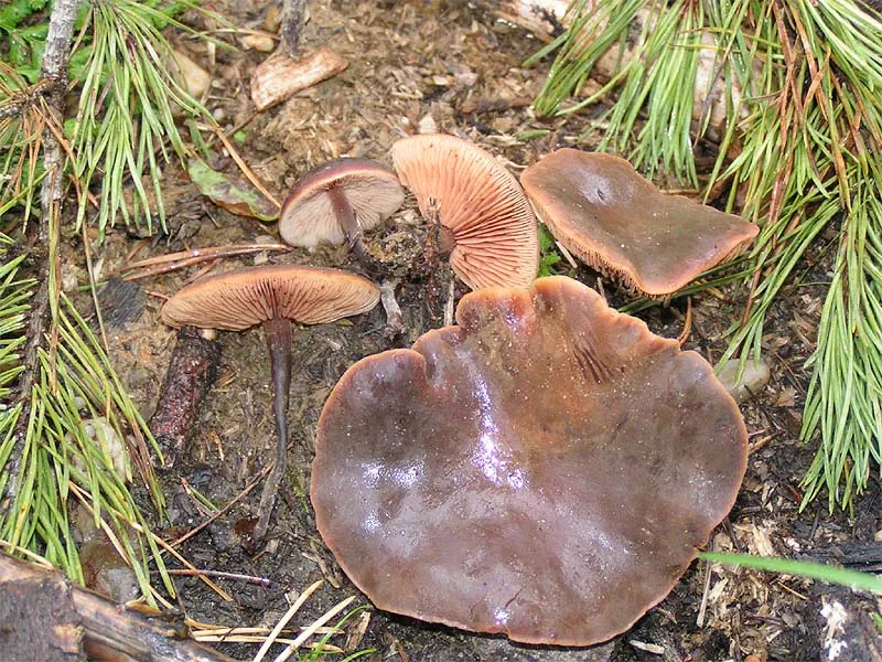 Macrocystidia